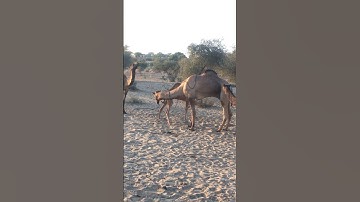 Camel testing system 🐪 #shorts