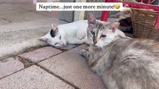 Feather and Oracle naptime🐱🐱 #bestfriends #catfriends #funnycat