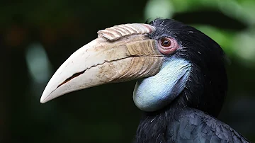 Wreathed Hornbill - Animal Kingdom Documentary