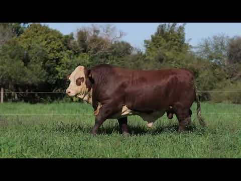 LOTE 70 - FIV 117
