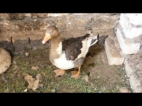 متى يبيض الوز بعد التزاوج