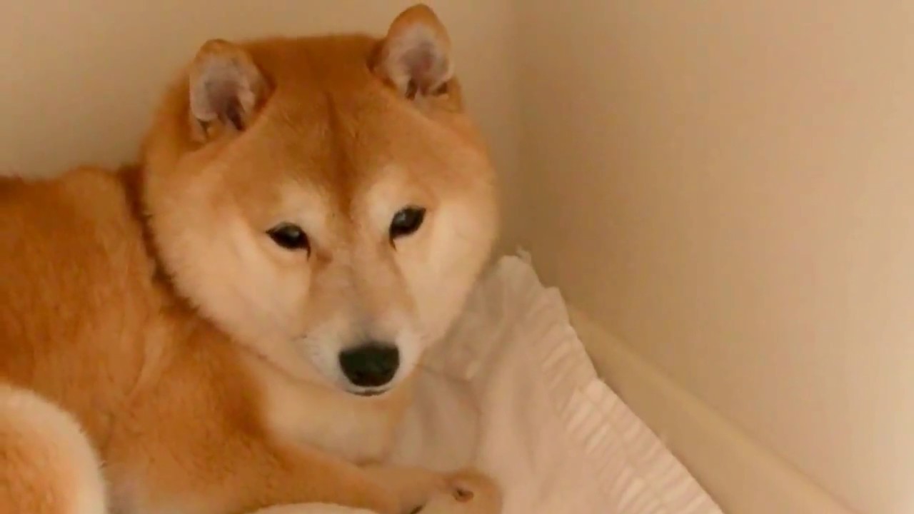 よいちに弟と妹ができた 豆柴よいちの飼い主は心配性