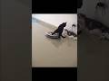 Cats are the rulers. #funny #trending #animals #legendary #viral
