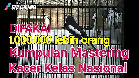 Masteran Kacer Juara Nasional Full isian gereja tarung,kapas tembak ,lovebird, kenari, cucak jenggot