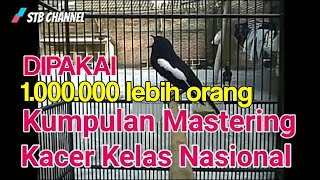 Masteran Kacer Juara Nasional Full isian gereja tarung,kapas tembak ,lovebird, kenari, cucak jenggot