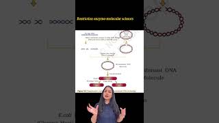 Recombinant DNA Technology ‼️IMPORTANT FOR RE-NEET #neet #biology #youtubeshorts