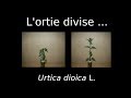 Lortie divise 