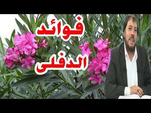 فيديو: الدفلى الدقيق: الرعاية المناسبة