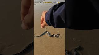 Risky Rescues: Saving Most Poisonous Sea Snakes 😱