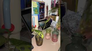 Calming Home Vibes 🫧 | Vase Makeover & Tiny Aquarium Clean
