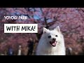 Biking to Yoyogi Park with MIKA! | 代々木公園のドッグラン | with early blooming sakura!