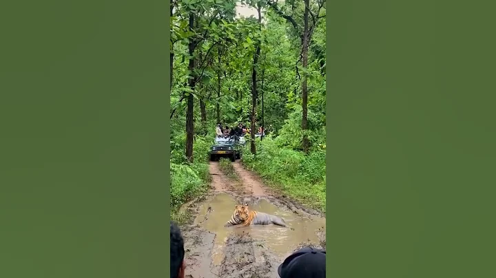 Tiger in the wild.