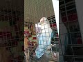 Jual Lovebird Di Jakarta