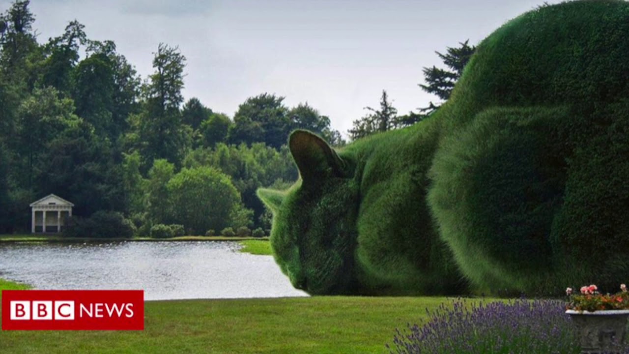 REAL OR FAKE NEWS- TOPIARY CAT
