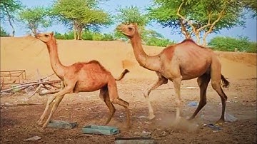 Jumps And Running Of Camels After Rain In Thar Desert