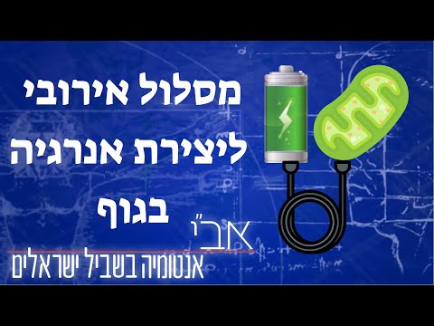 וִידֵאוֹ: מהם שני השלבים של זרחון חמצוני?