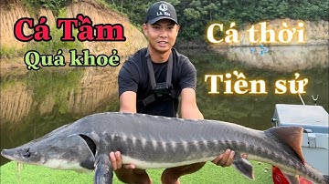 Lk Câu Đài Cá Tầm Siêu Khoẻ