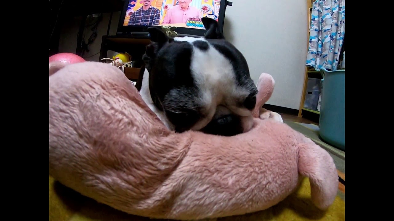 豚のぬいぐるみをハムハムしてる犬 Youtube