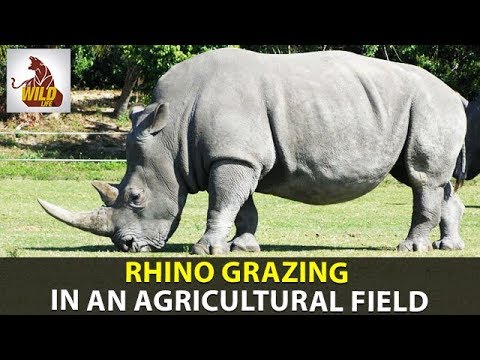 wildlife sanctuaries in india pdf Wild Animals | Rhino Grazing in An Agricultural Field in Assam | Danger Animals | Wildlife