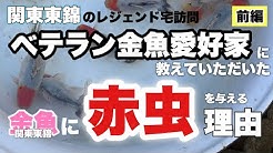 金魚と東錦ch Youtube
