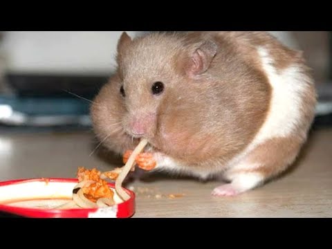 funny-hamsters-stuffing-their-cheeks---cute-hamster-videos-compilation-||-new