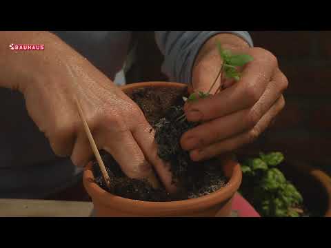 Škola vrtlarstva - uzgoj bosiljka