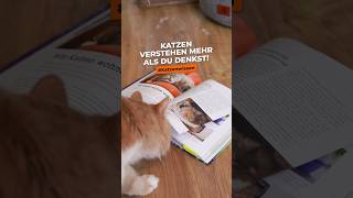 Wusstest du das? Katzen verstehen mehr als du denkst! #katzenerziehung #katzenwissen #shorts