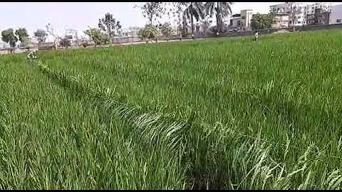 #Rice Pollination by Rope Pulling continue
