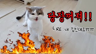 좋은 마음으로 탁묘를 받아줬는데 이렇게 미움받을 줄이야..