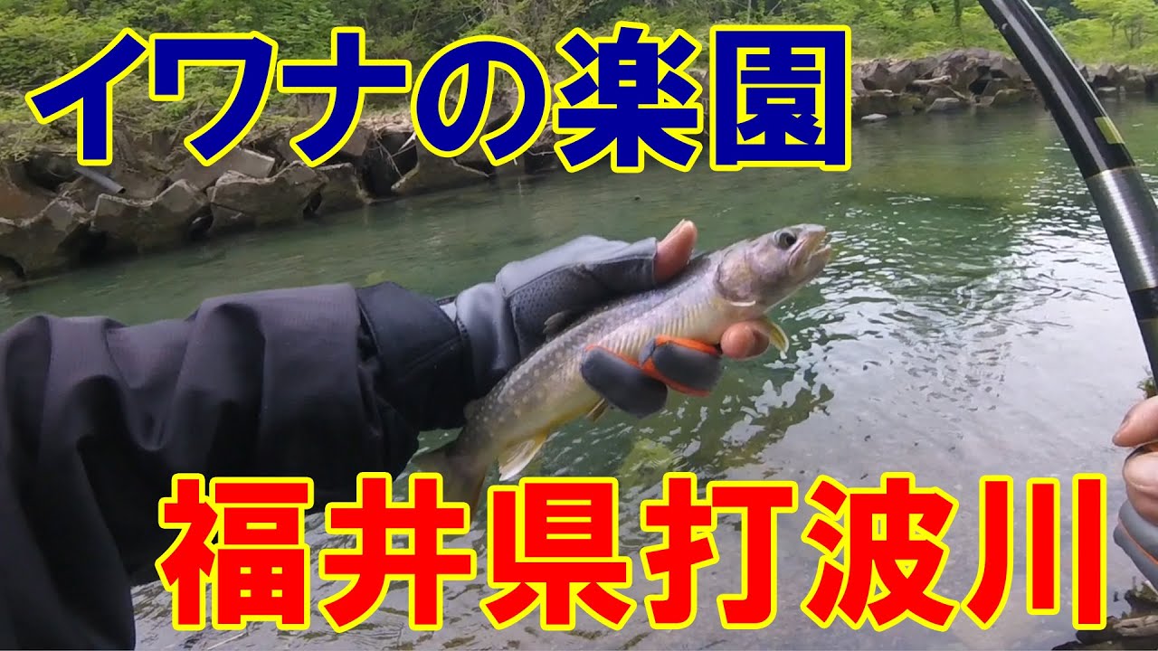 イワナの楽園発見！岩魚の良型ばかり釣れる川！打波川