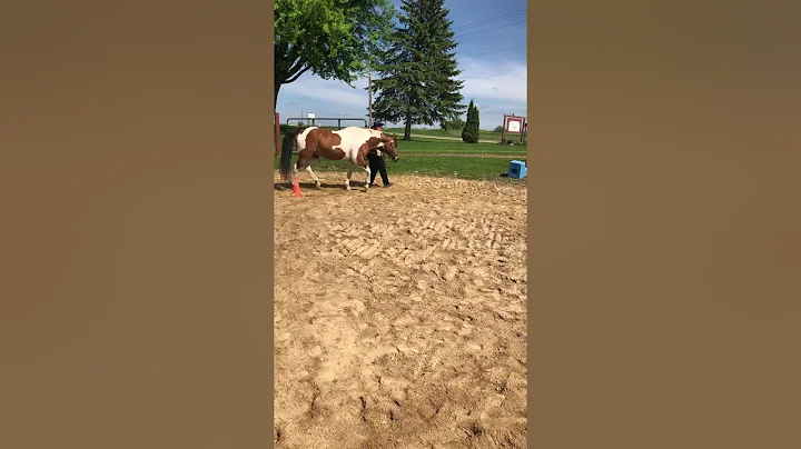 SR SR Showmanship + Open