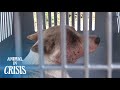 Dogs With A Skin Disease Rely On Each Other To Survive On The Street | Animal in Crisis EP72