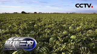 《聚焦三农》盛夏采摘的“烤”验 20180726 | CCTV农业