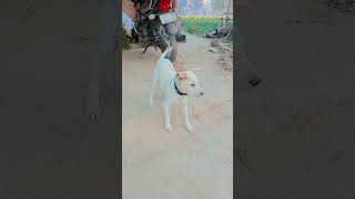 Tomi Ko Like Dijiye 🐶