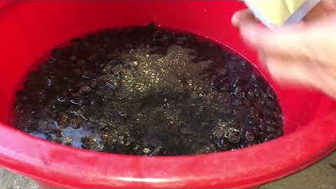 Cách ủ thính câu trắm đen