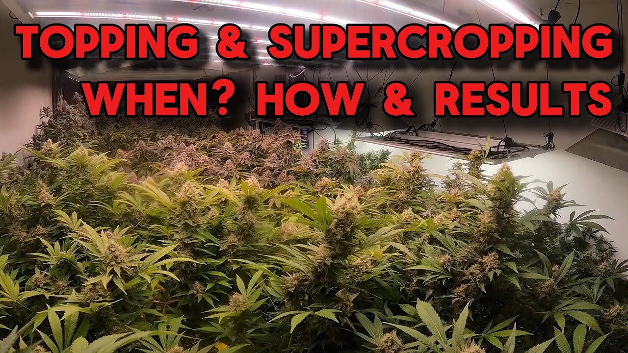 WHEN TO TOP AND SUPERCROP FOR BEST RESULTS