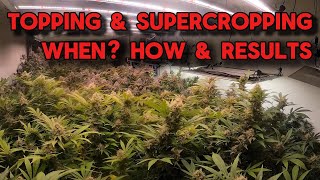 WHEN TO TOP AND SUPERCROP FOR BEST RESULTS