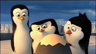 pinguin toxic meme BIBD(BADAN INTEELIJEN B*K*P DUNIA EPS 1)