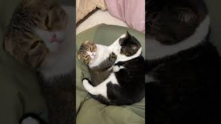 息子猫が大きくなっても仲良く眠る親子猫w #shorts