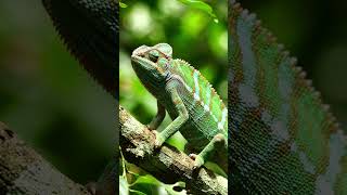 chameleon just observing | widelife documentary 4k