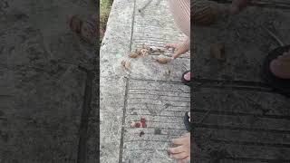 Hewan lucu kaki seribu dan bekicot. mencari hewan #youtubeshorts #kakiseribu #animals