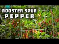 Picking Rooster Spur Peppers Is Harder Than You Think!
