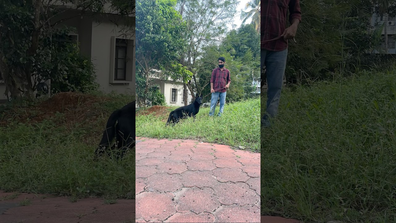 DDR working line gsd pupys of Ruth 