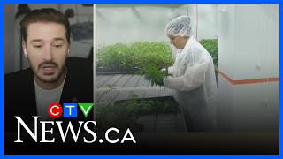 The impact of cannabis on young brains