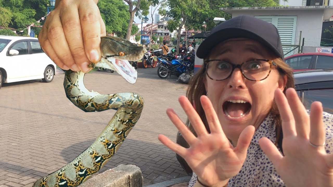Catching SNAKES in MALAYSIA [Ep 13] YouTube