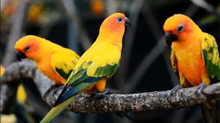 Amazon Beautiful Birds 4K - Naturesbreeze