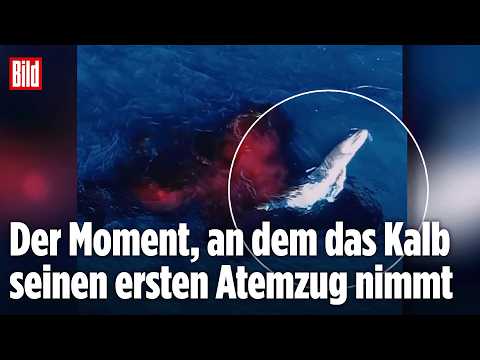 AUSTRALIEN: Geburt eines Buckelwal-Kalbs mitten im Meer! Seltene Aufnahmen
