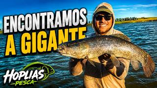 A GIGANTE ENCONTRAMOS NA PESCARIA DE traíra e tornasol grande 4kg