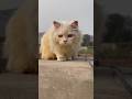 Cute Cat 🖤🔥#shortvideo #cat #kittencorner #cuteanimal #catlover #cates #cutecat #cute