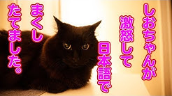 Theo The Talking Cat Youtube